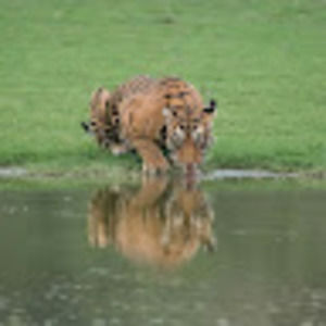 Meet your Posher, Terry